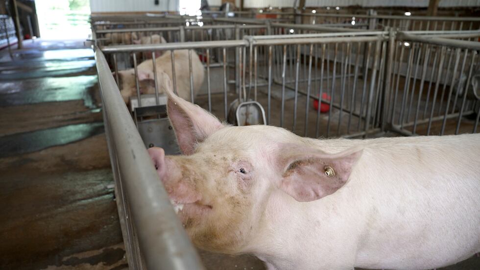PIgs stand in pens at the Revivicor research farm near Blacksburg, Va., on May 29, 2024, where...