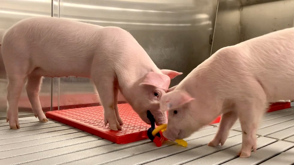 In this photo provided by the United Therapeutics Corporation, genetically modified pigs stand...