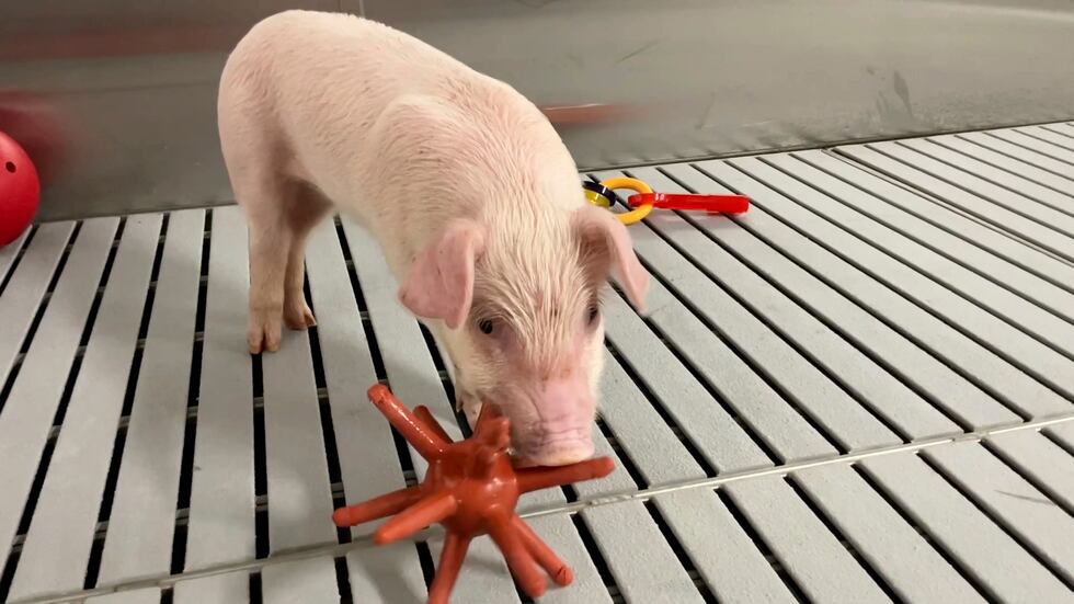 In this photo provided by the United Therapeutics Corporation, a genetically modified pig...