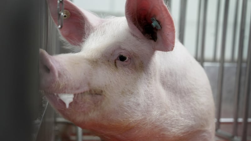 A pig stands in a pen at the Revivicor research farm near Blacksburg, Va., on May 29, 2024,...