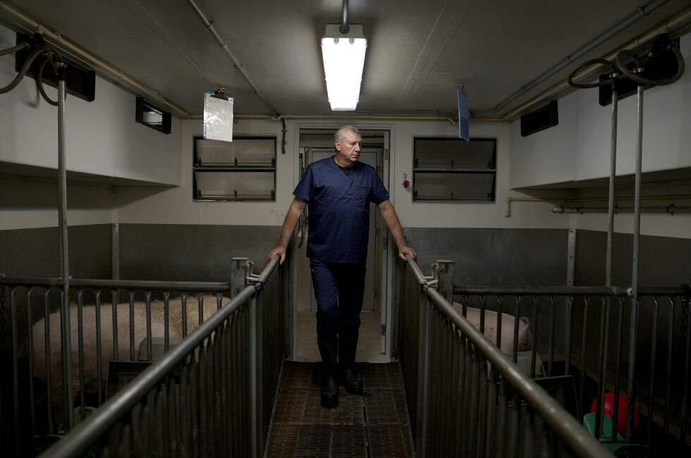David Ayares, president and chief scientific officer of Revivicor, looks at pigs at the...