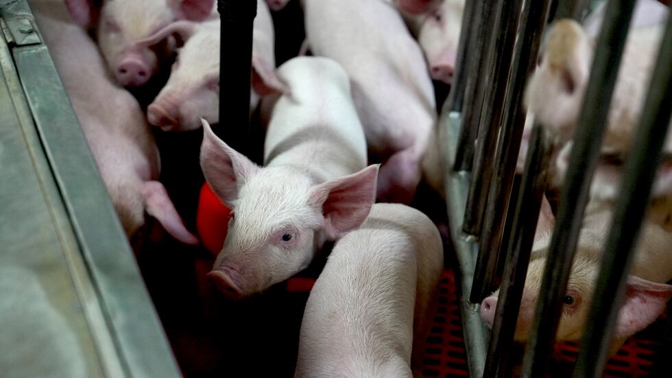 Genetically modified piglets gather together at the Revivicor research farm near Blacksburg,...